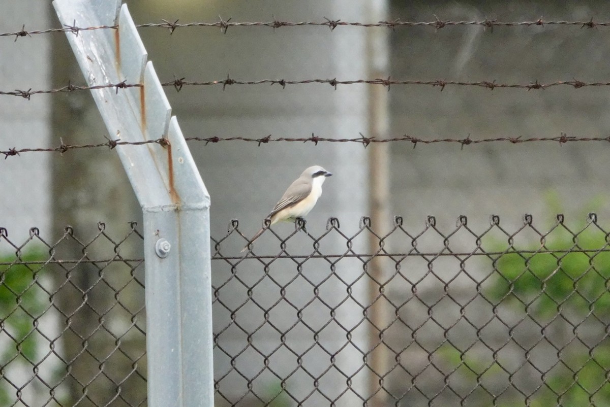 Brown Shrike - Lam Chan