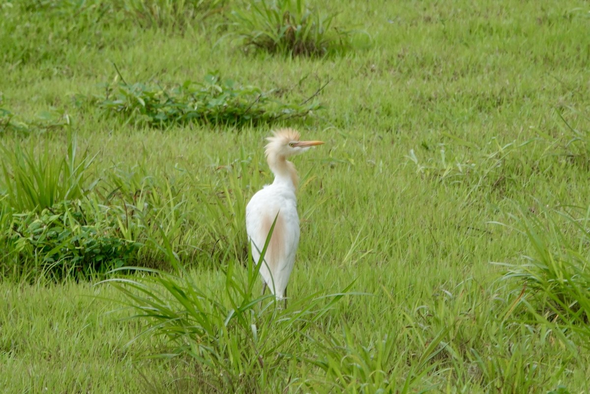 Eastern Cattle Egret - ML619560293