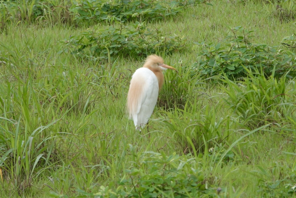 Eastern Cattle Egret - Lam Chan