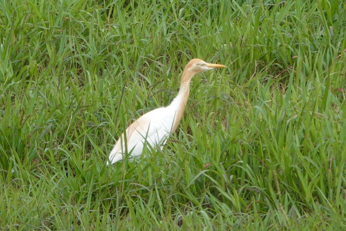 Eastern Cattle Egret - Lam Chan