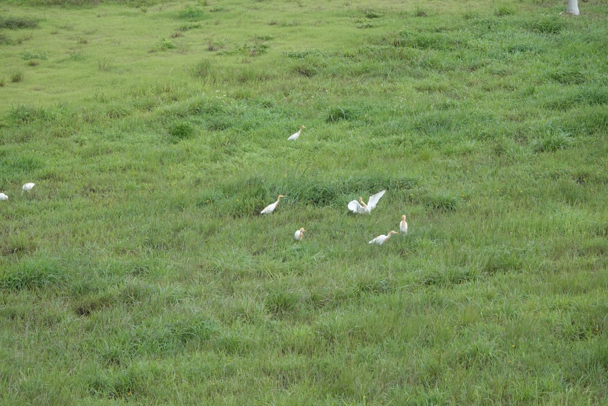 Eastern Cattle Egret - Lam Chan