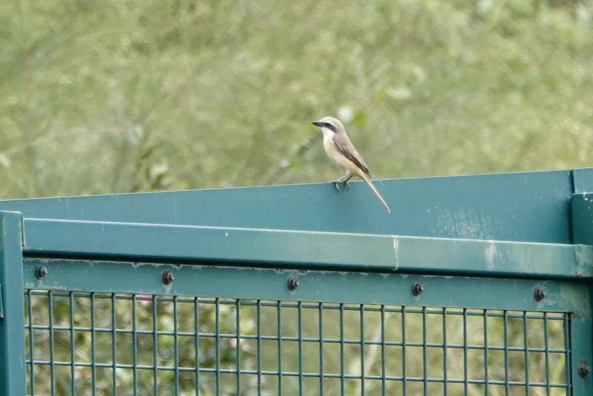 Brown Shrike - Lam Chan