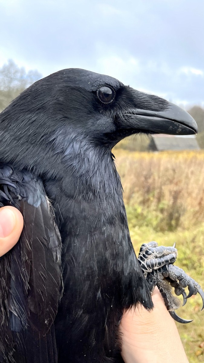 Common Raven - Valery Treitsiak