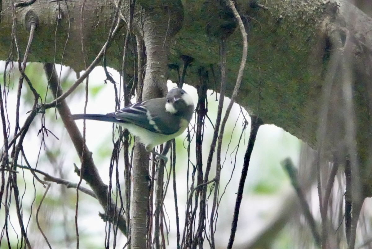 Mésange de Chine - ML619560303