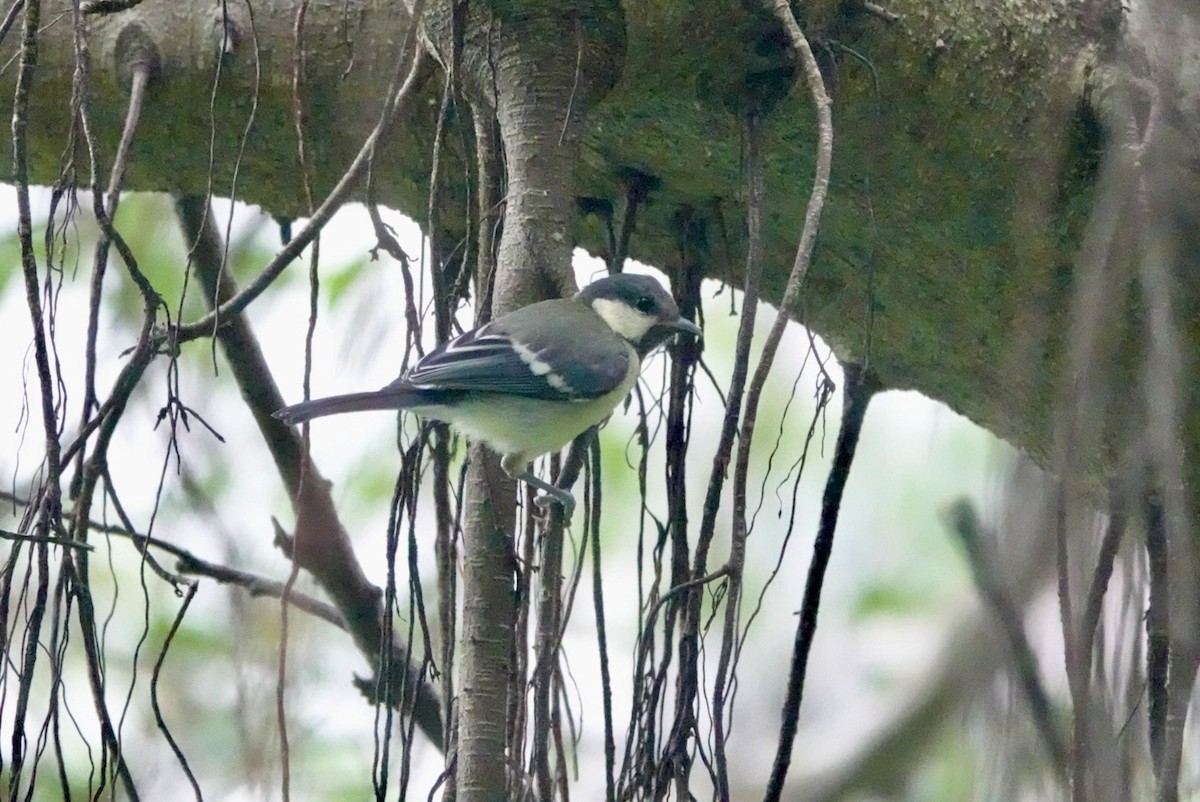 Mésange de Chine - ML619560304