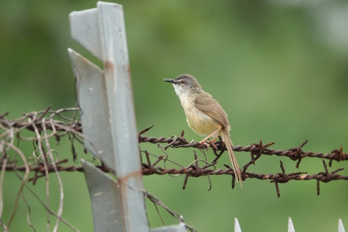 Yellow-bellied Prinia - Lam Chan