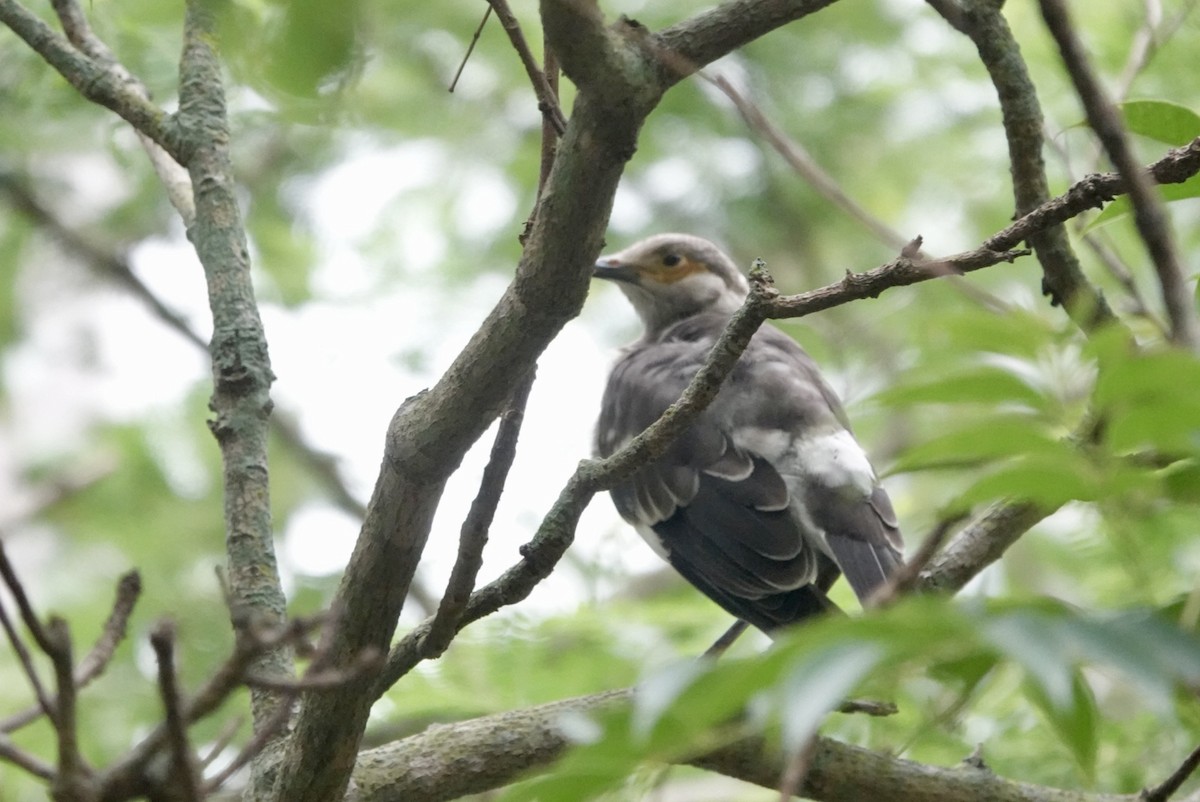 黑領椋鳥 - ML619560314