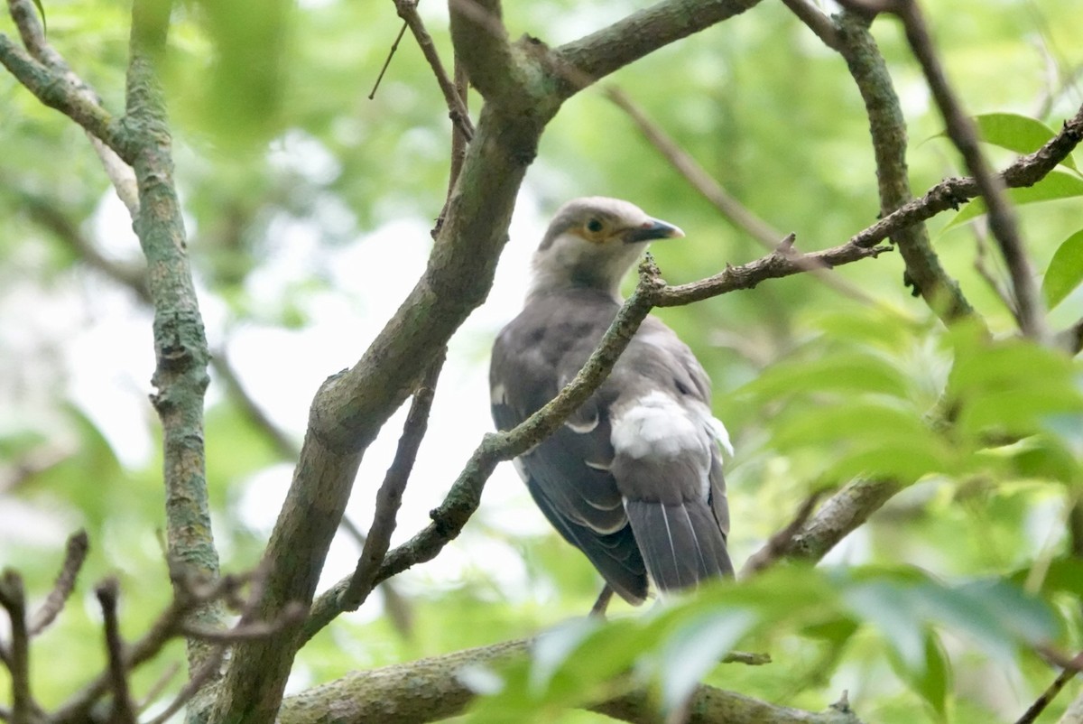 Black-collared Starling - Lam Chan