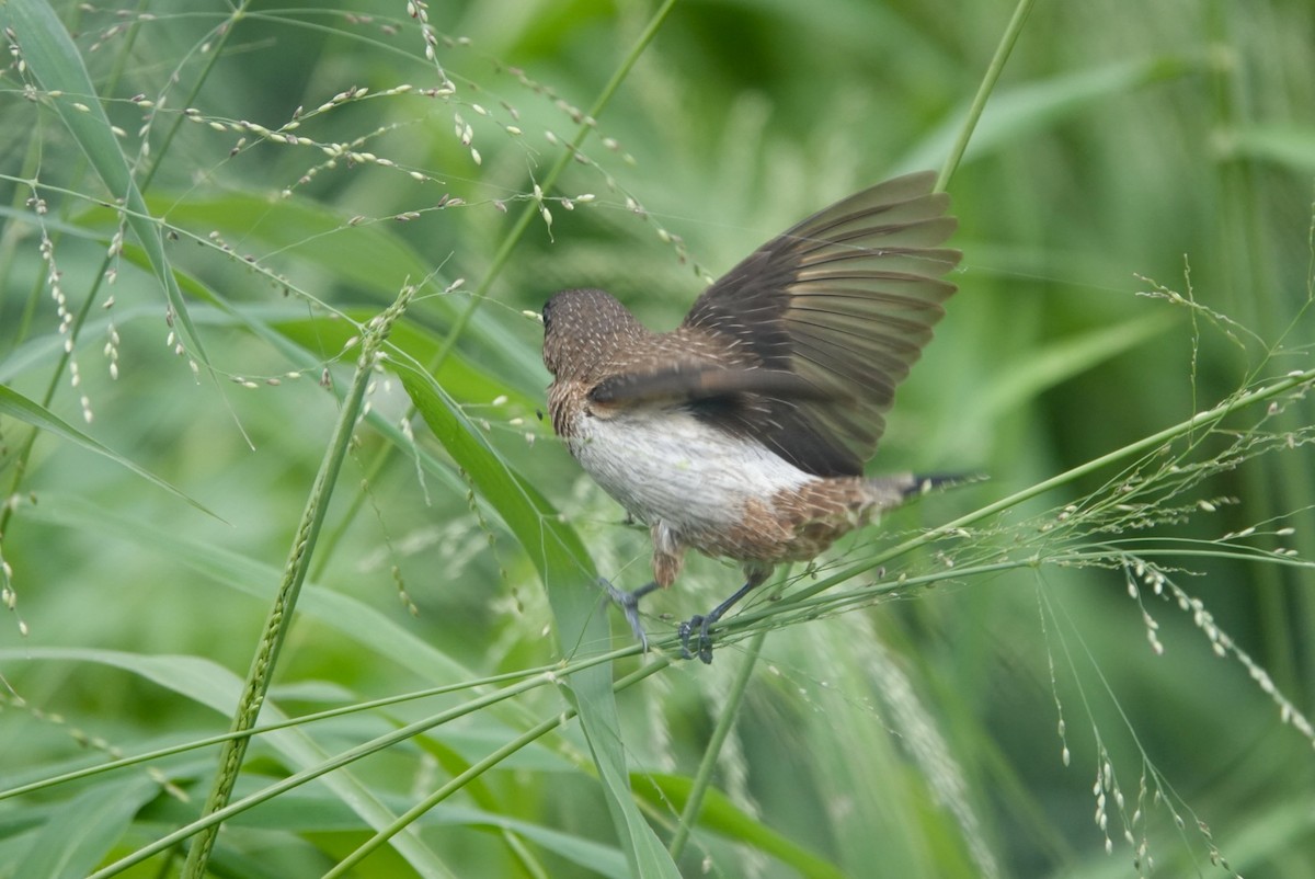 White-rumped Munia - Lam Chan