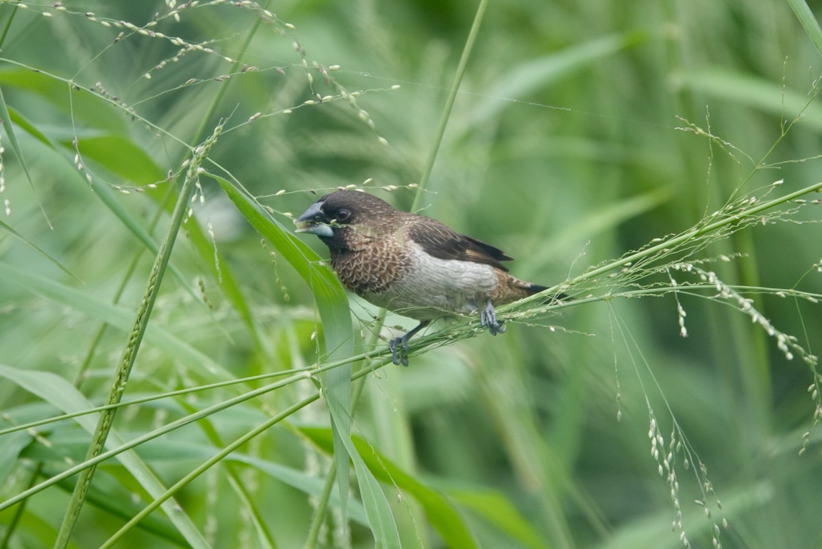 White-rumped Munia - ML619560321