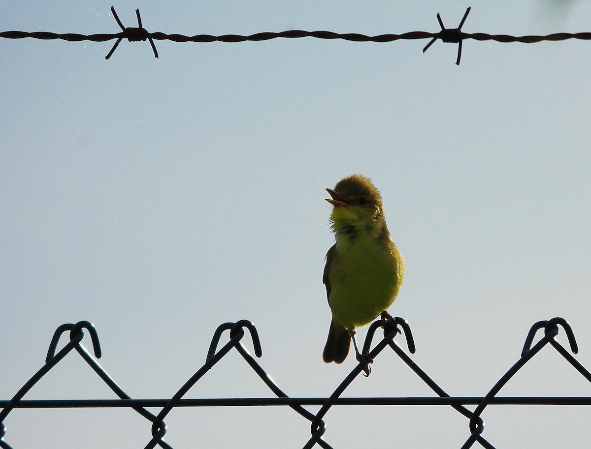 Melodious Warbler - Mario Alonso