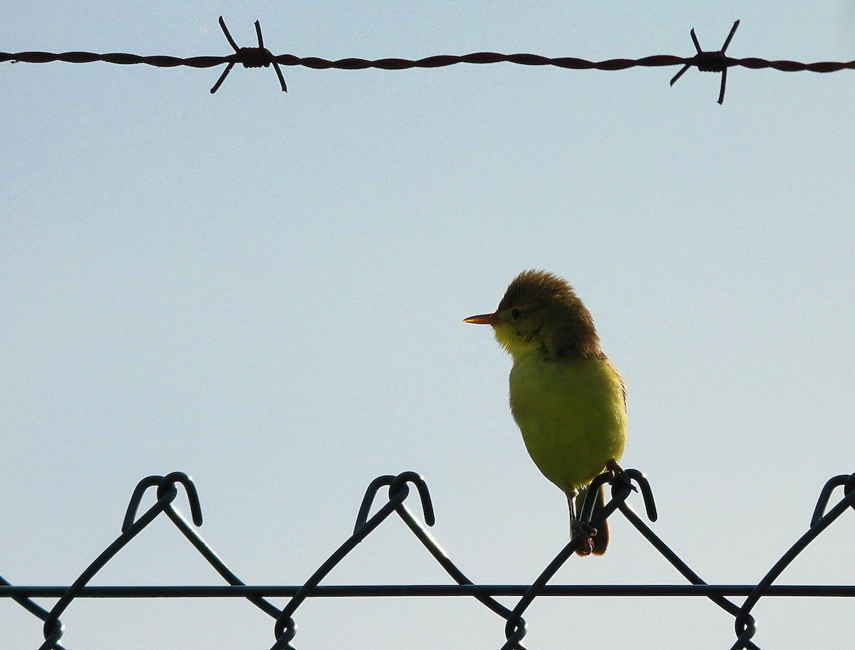 Melodious Warbler - Mario Alonso