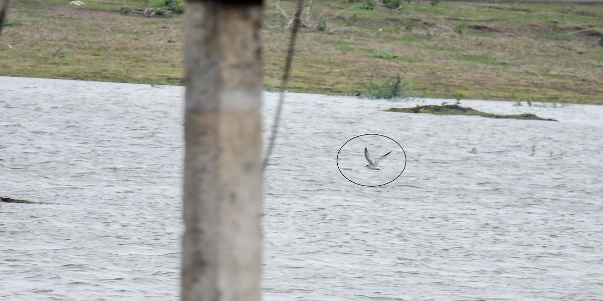 Little Tern - Ramesh Desai