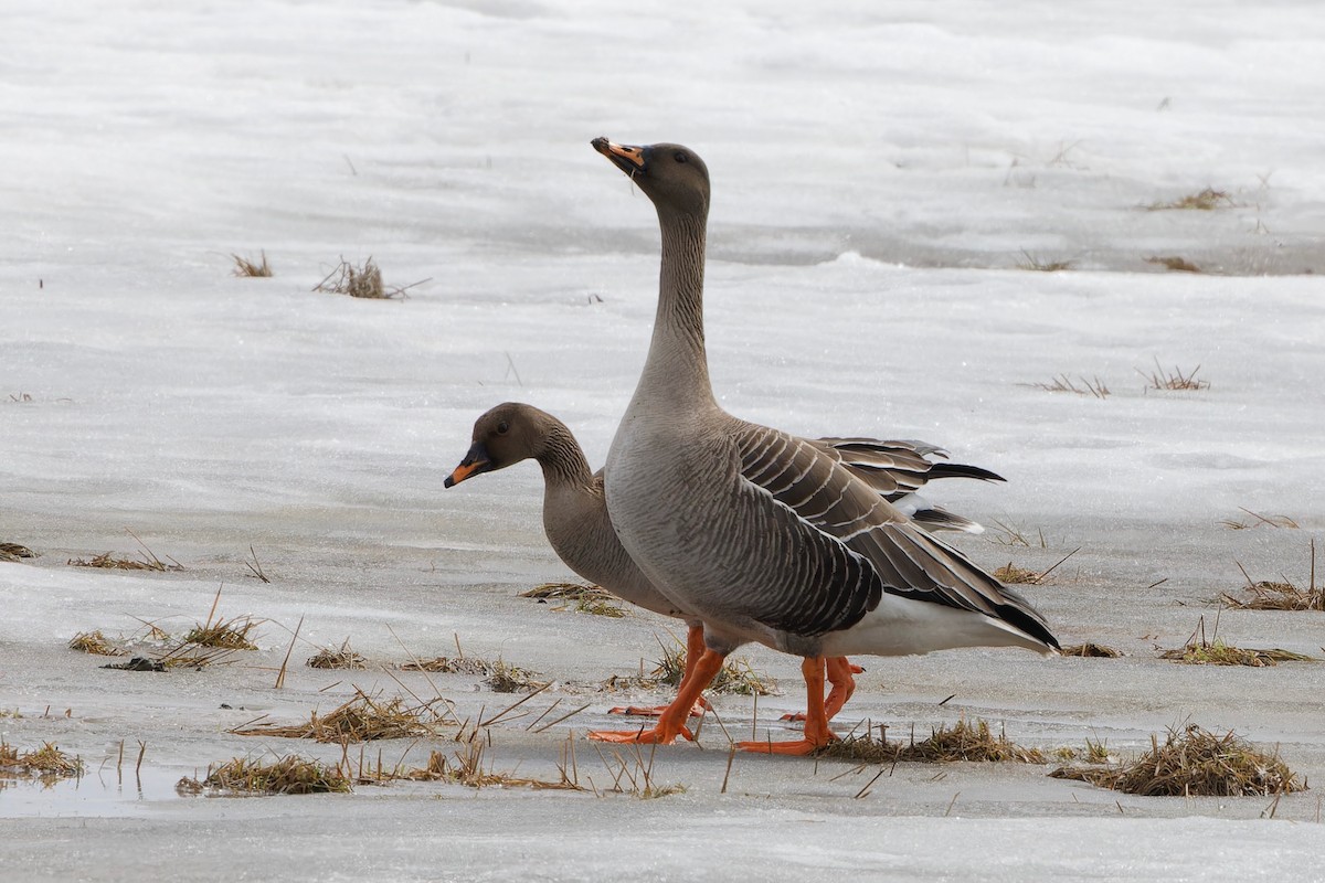 Taiga Bean-Goose - Eric Barnes