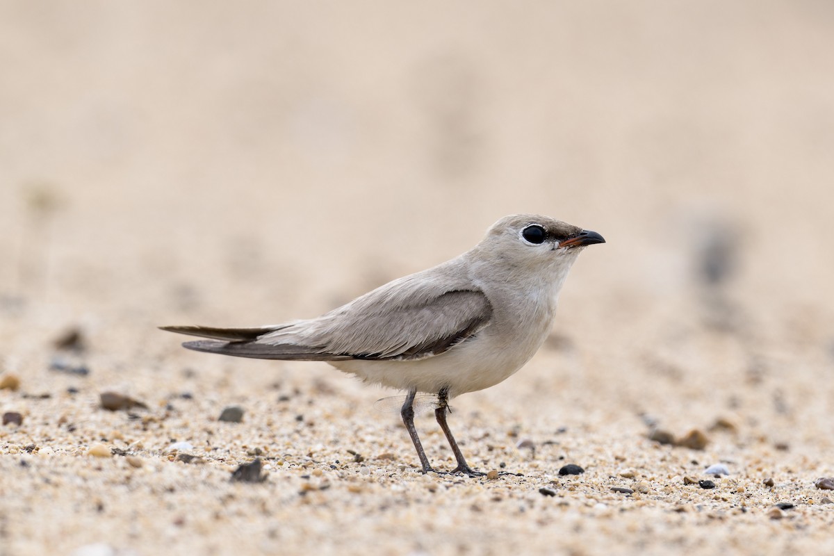 Small Pratincole - Se Chea