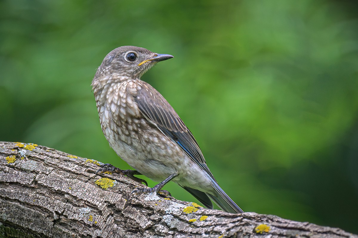 Eastern Bluebird - Janet Hix