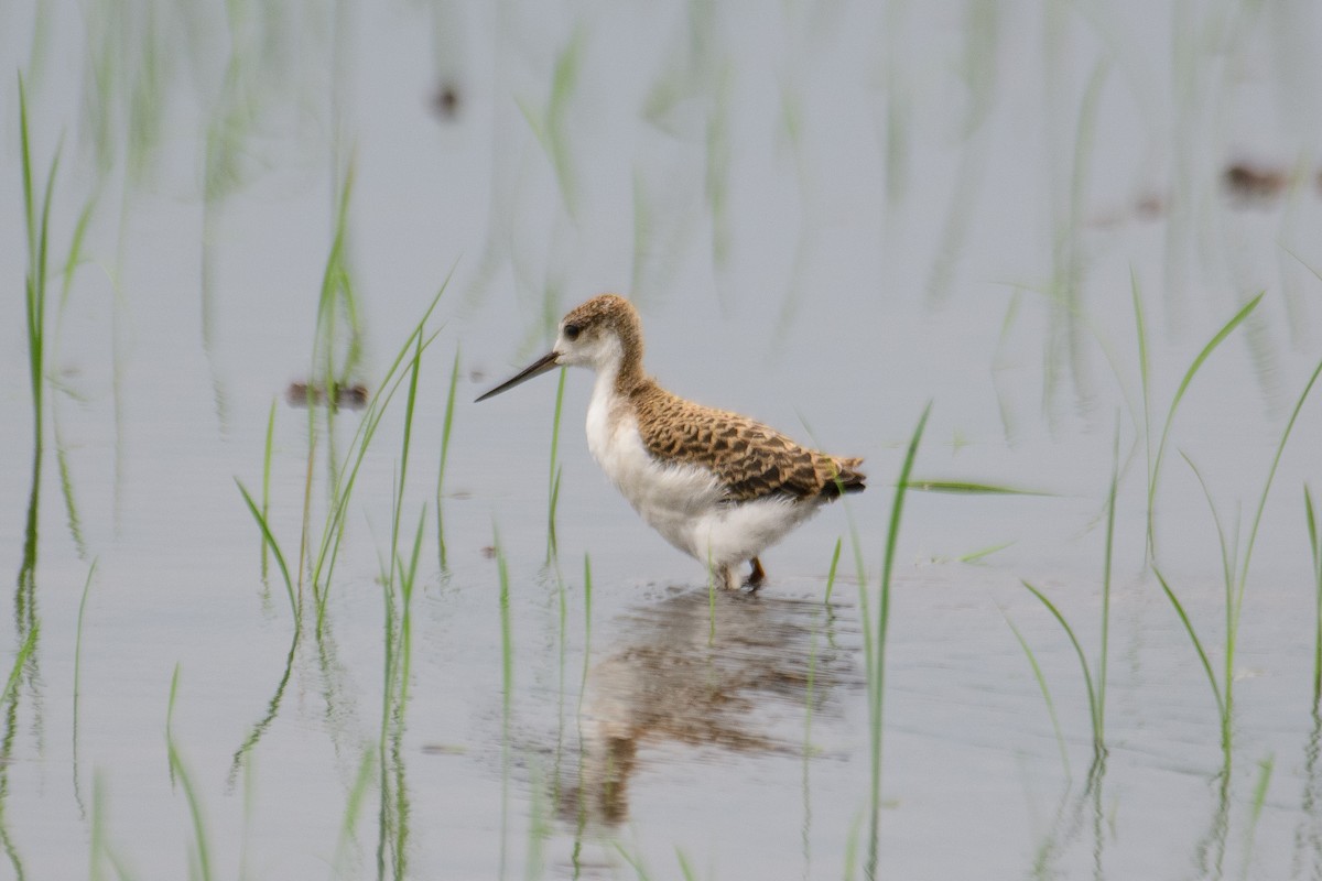 Black-winged Stilt - H Nambiar