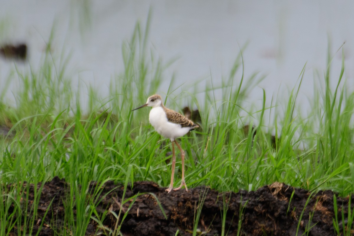 Black-winged Stilt - H Nambiar