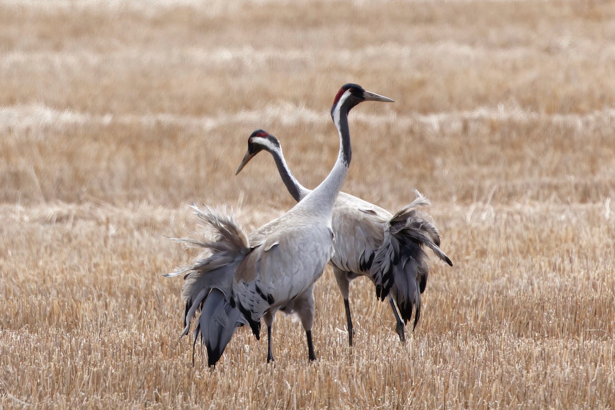 Common Crane - Eric Barnes