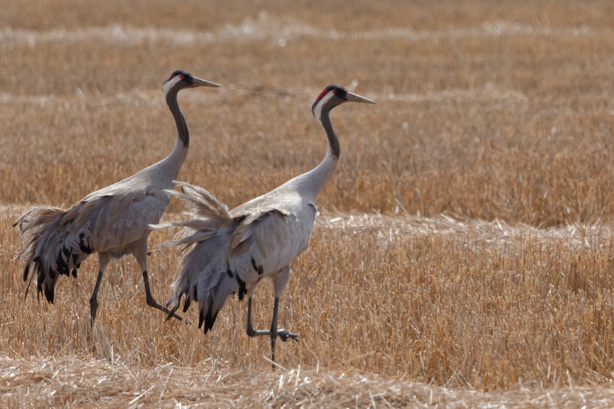 Common Crane - Eric Barnes