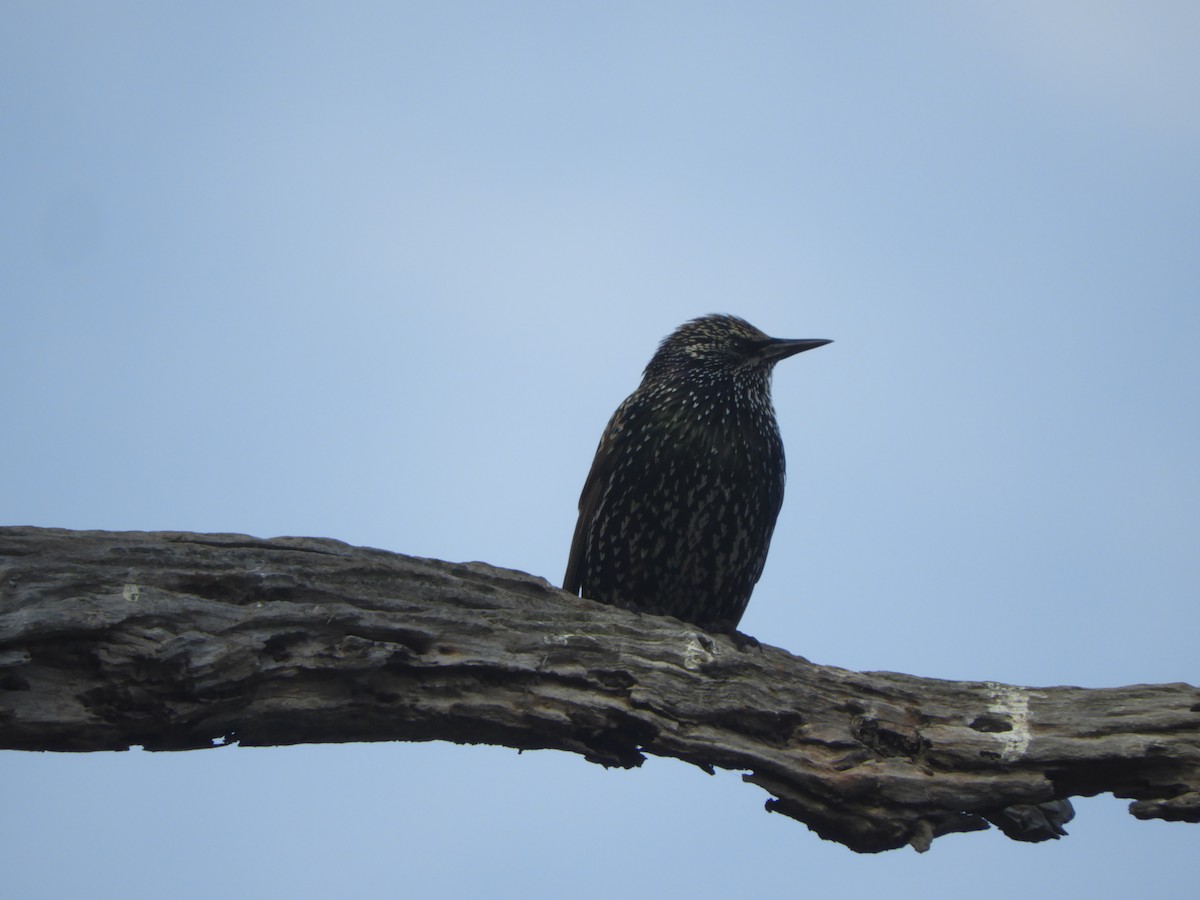 European Starling - Charles Silveira