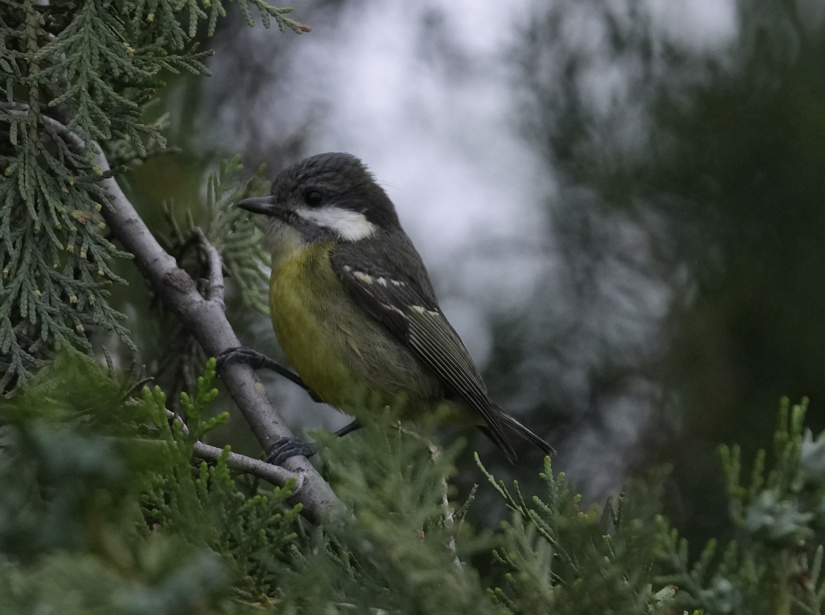 Yellow-bellied Tit - Zhongyu Wang