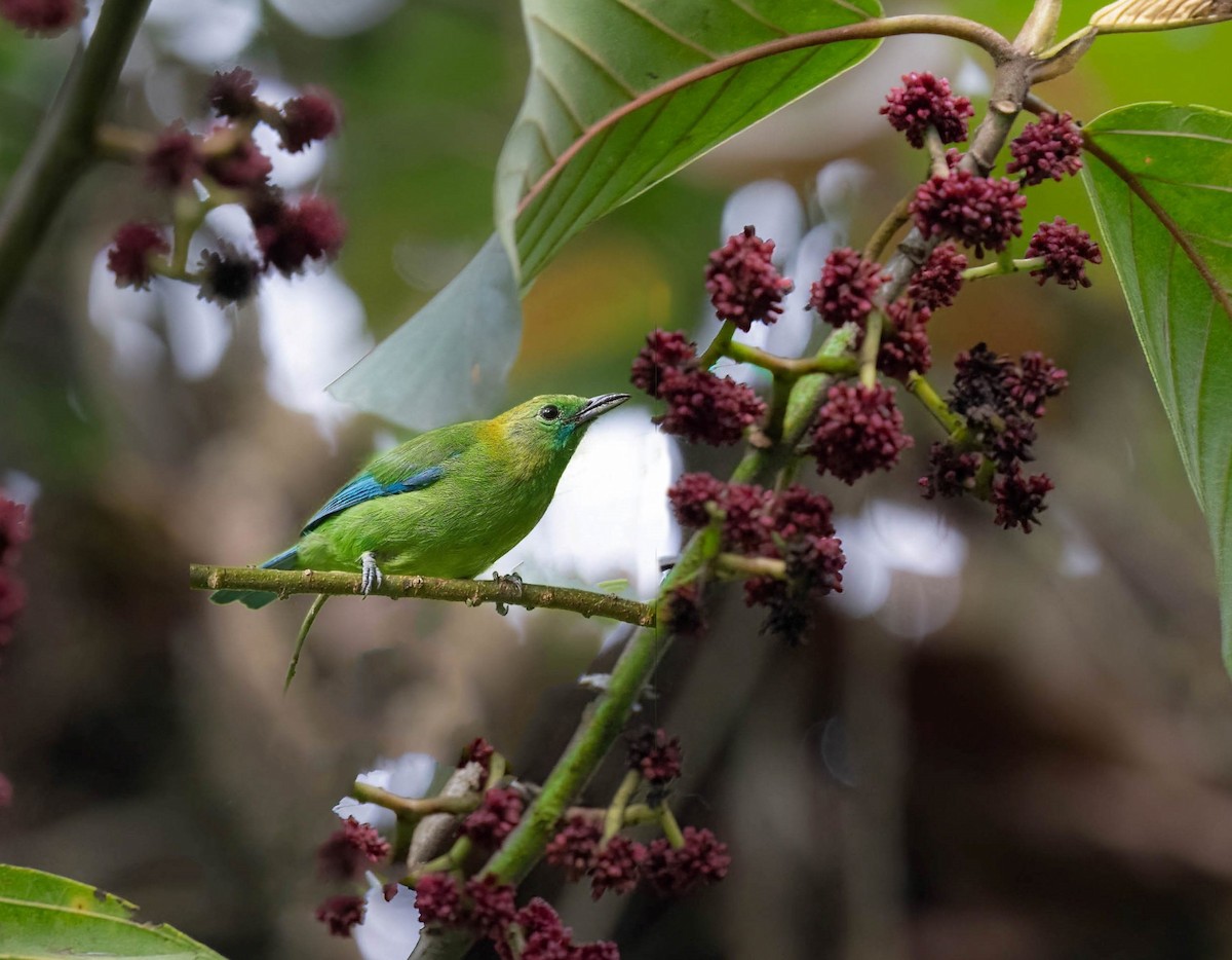 Blue-winged Leafbird - ML619560377