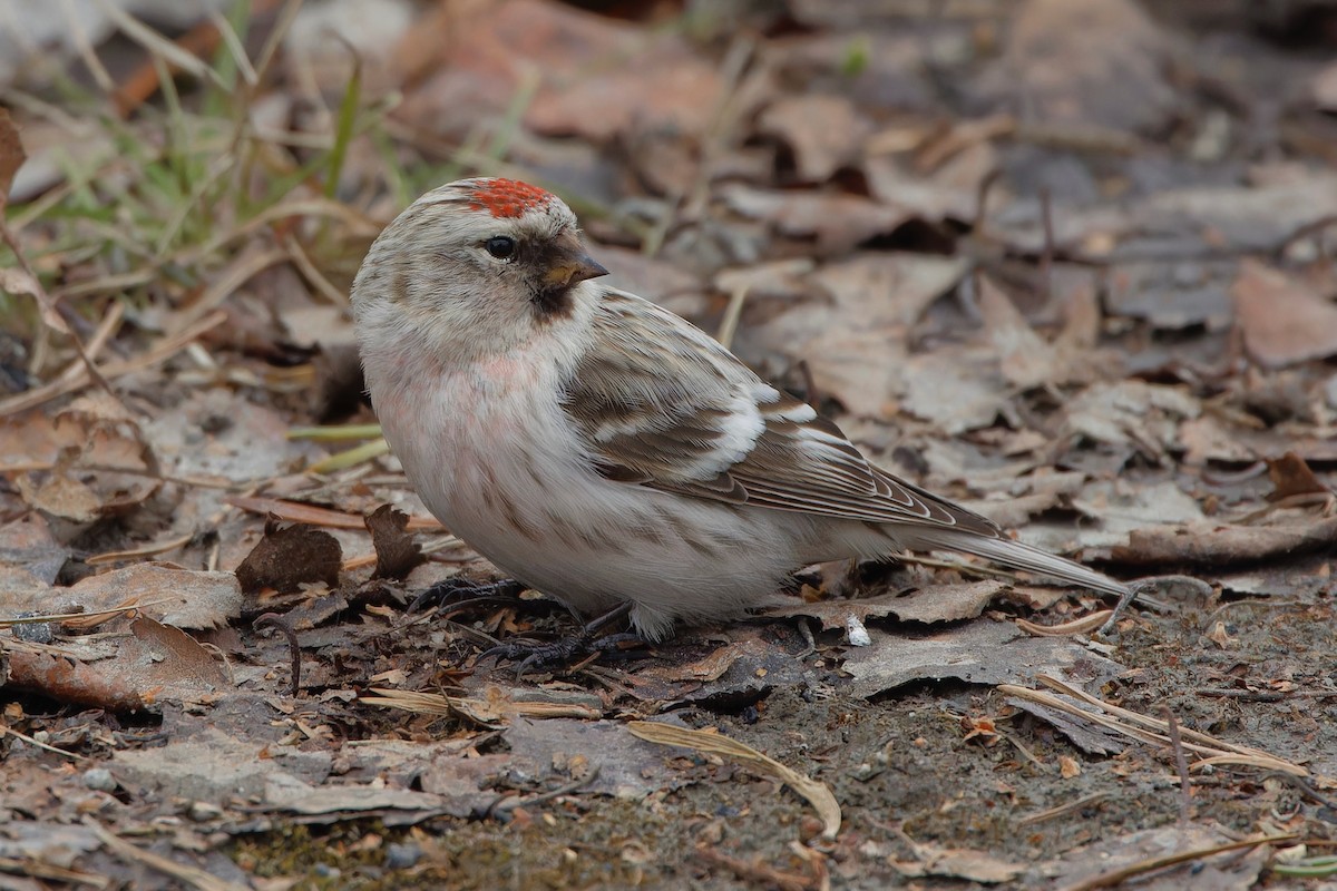 Hoary Redpoll (exilipes) - ML619560378