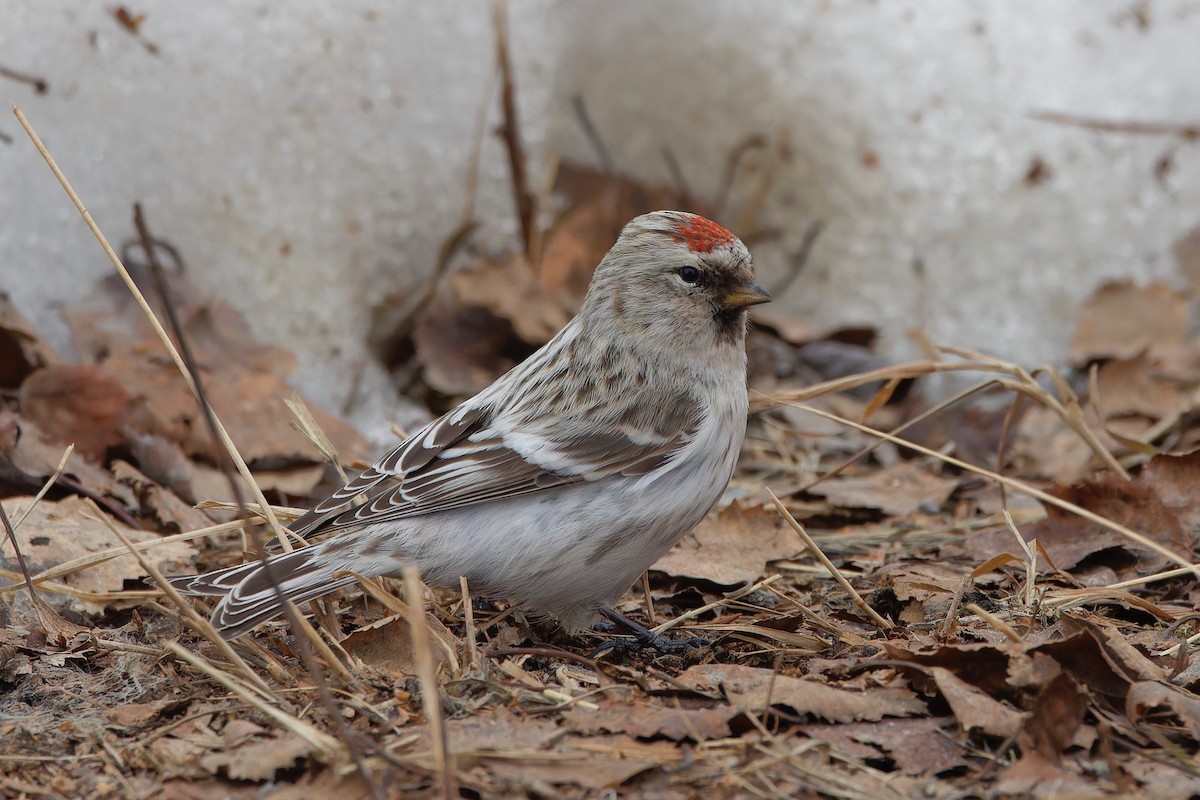 Hoary Redpoll (exilipes) - Eric Barnes