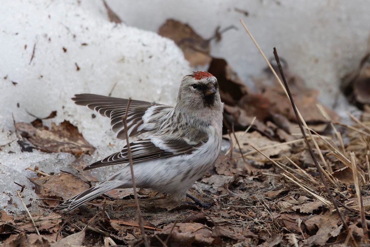 Hoary Redpoll (exilipes) - Eric Barnes