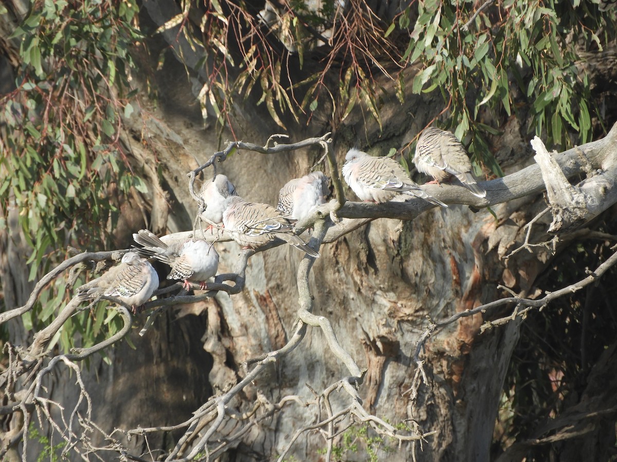 Crested Pigeon - Charles Silveira