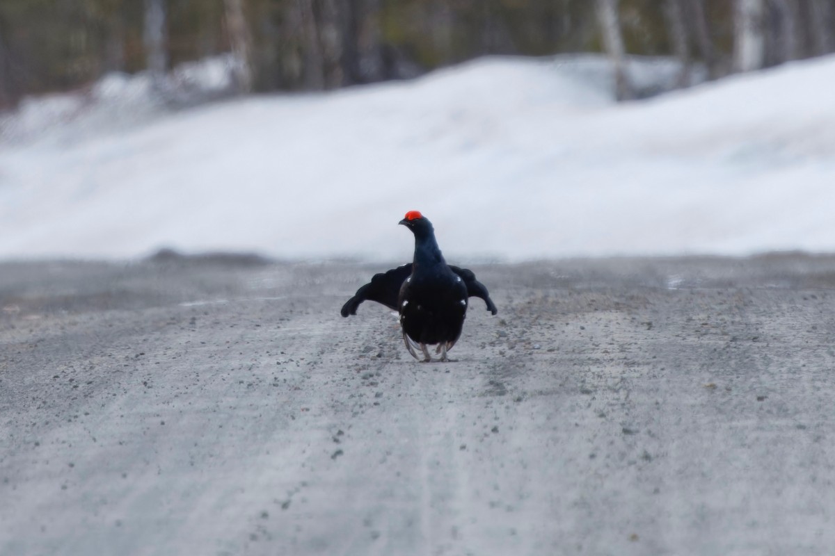 Black Grouse - Eric Barnes