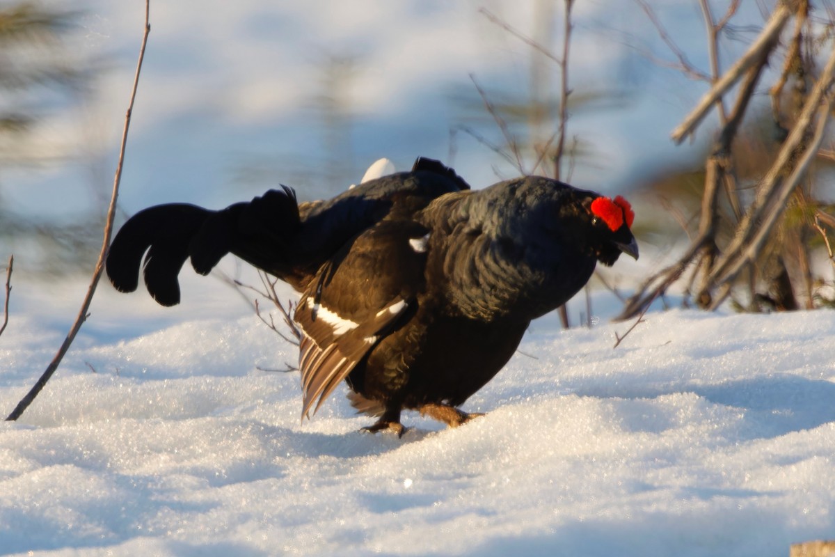 Black Grouse - Eric Barnes