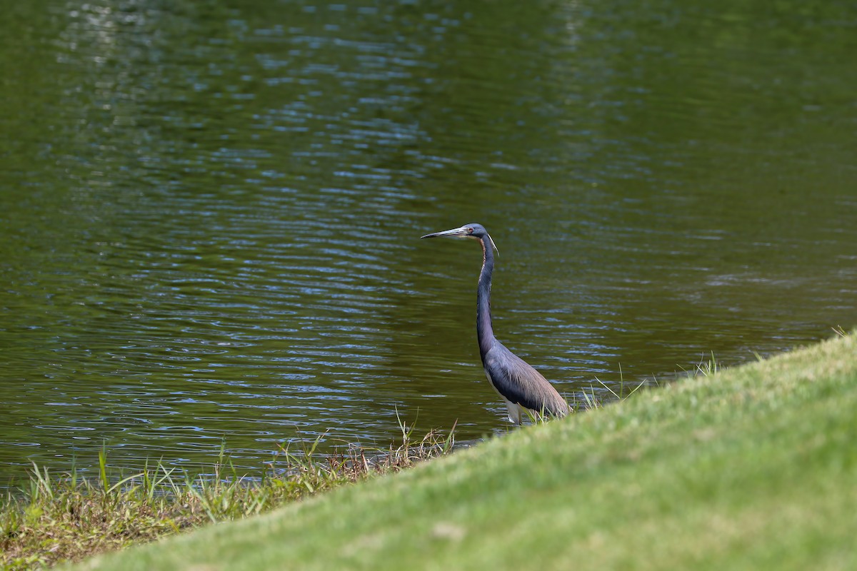 Tricolored Heron - Nico Heyning