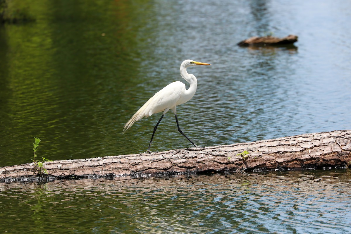 Great Egret - Nico Heyning