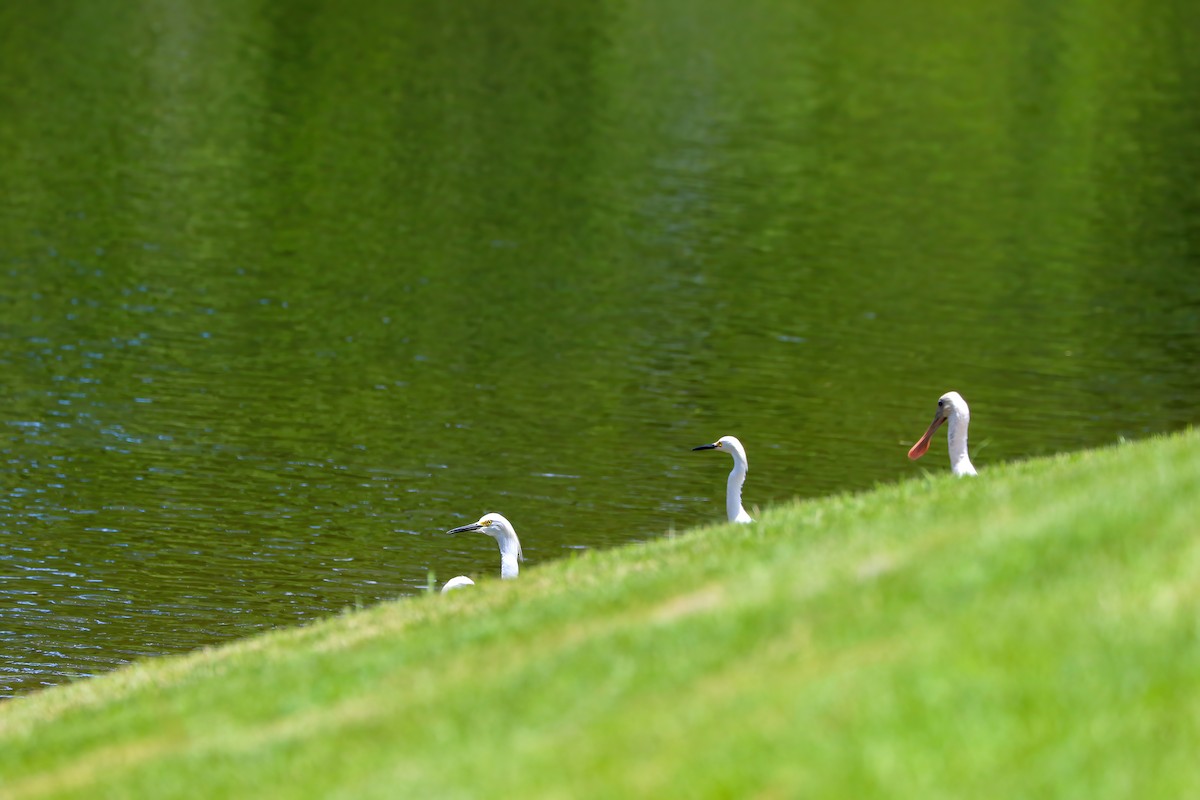 Snowy Egret - Nico Heyning