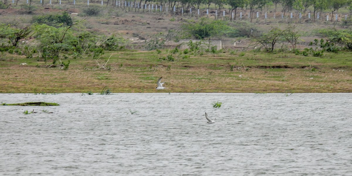 Little Tern - Ramesh Desai