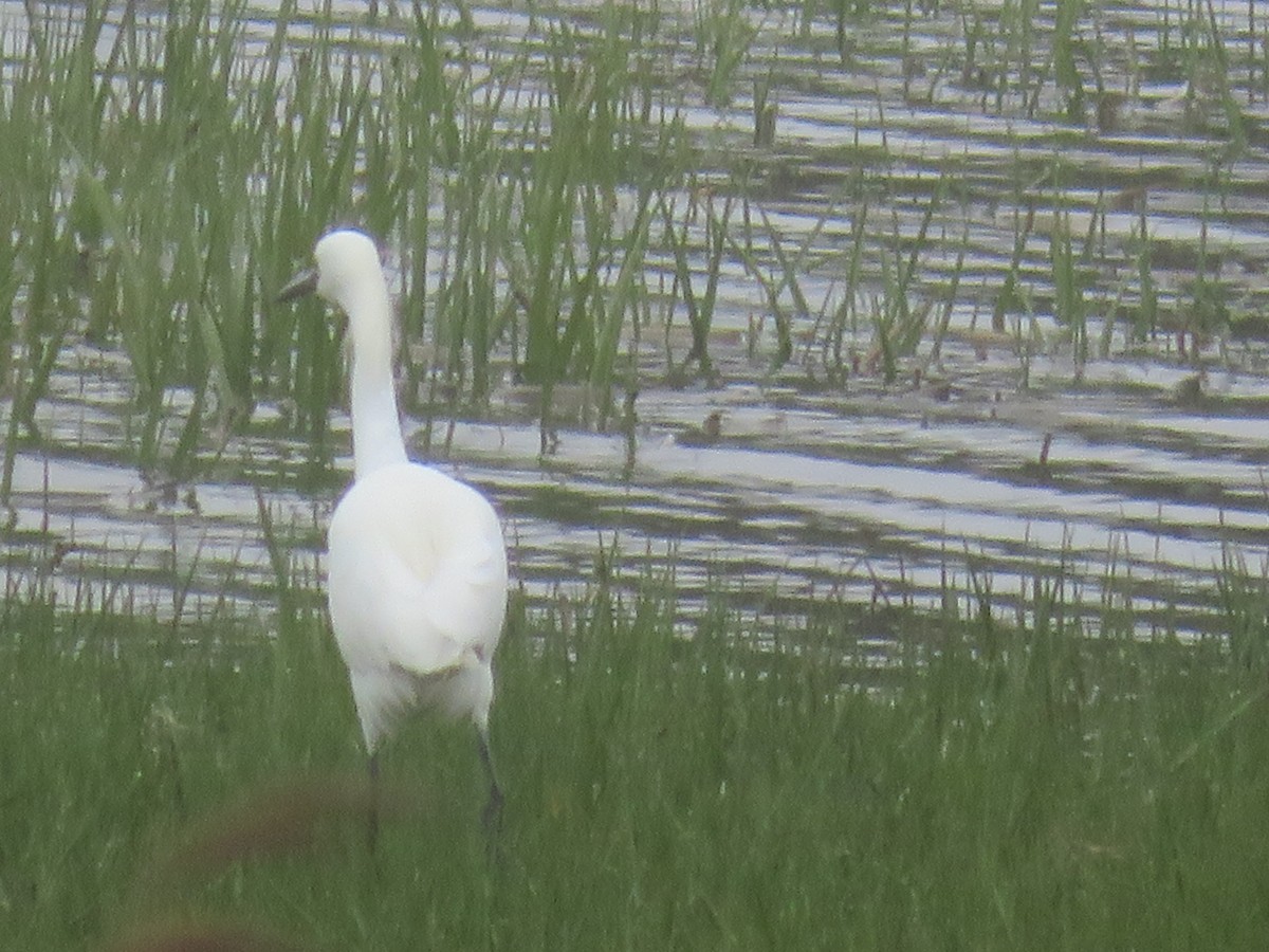 Snowy Egret - William Kuk