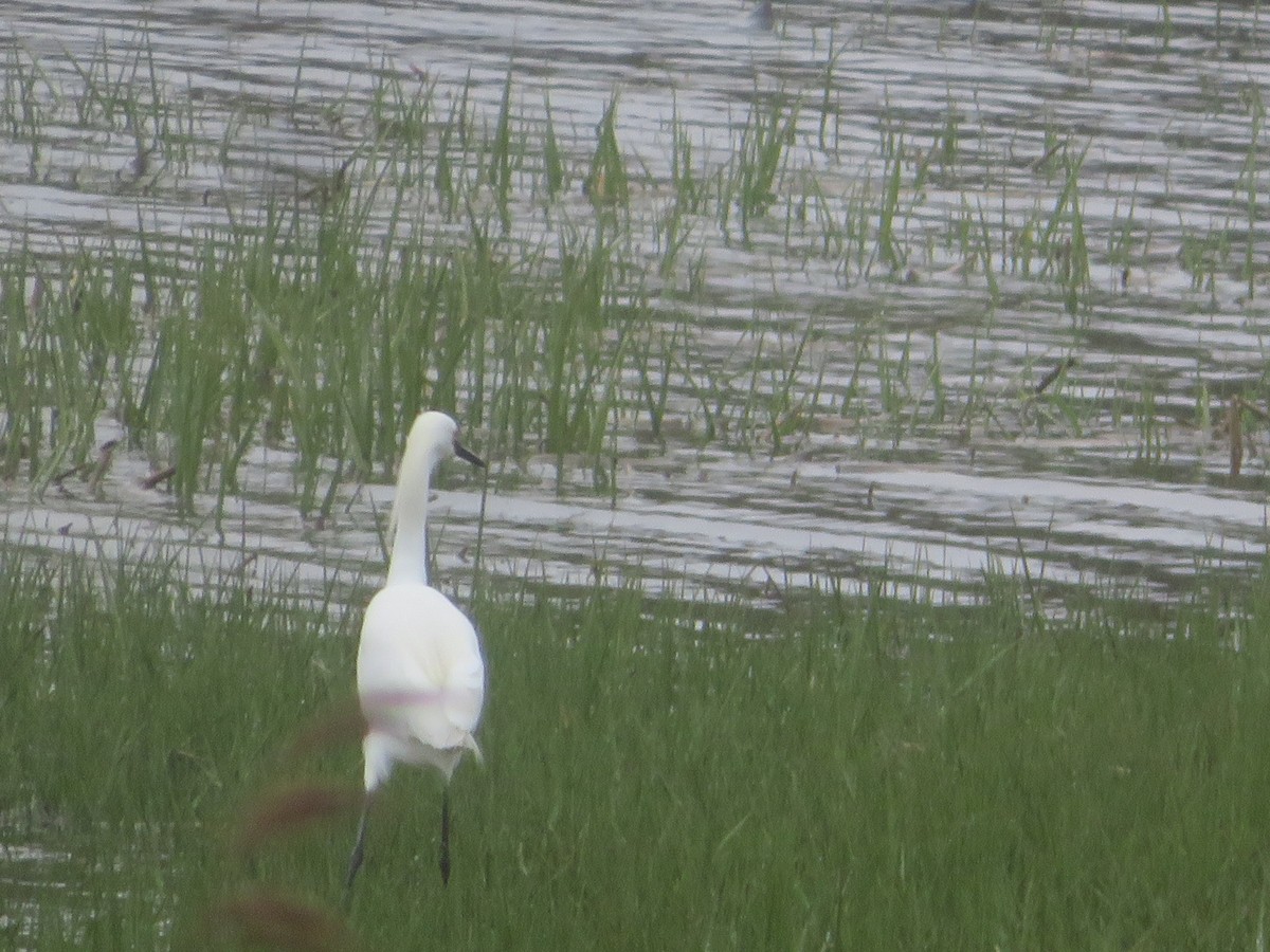 Snowy Egret - William Kuk