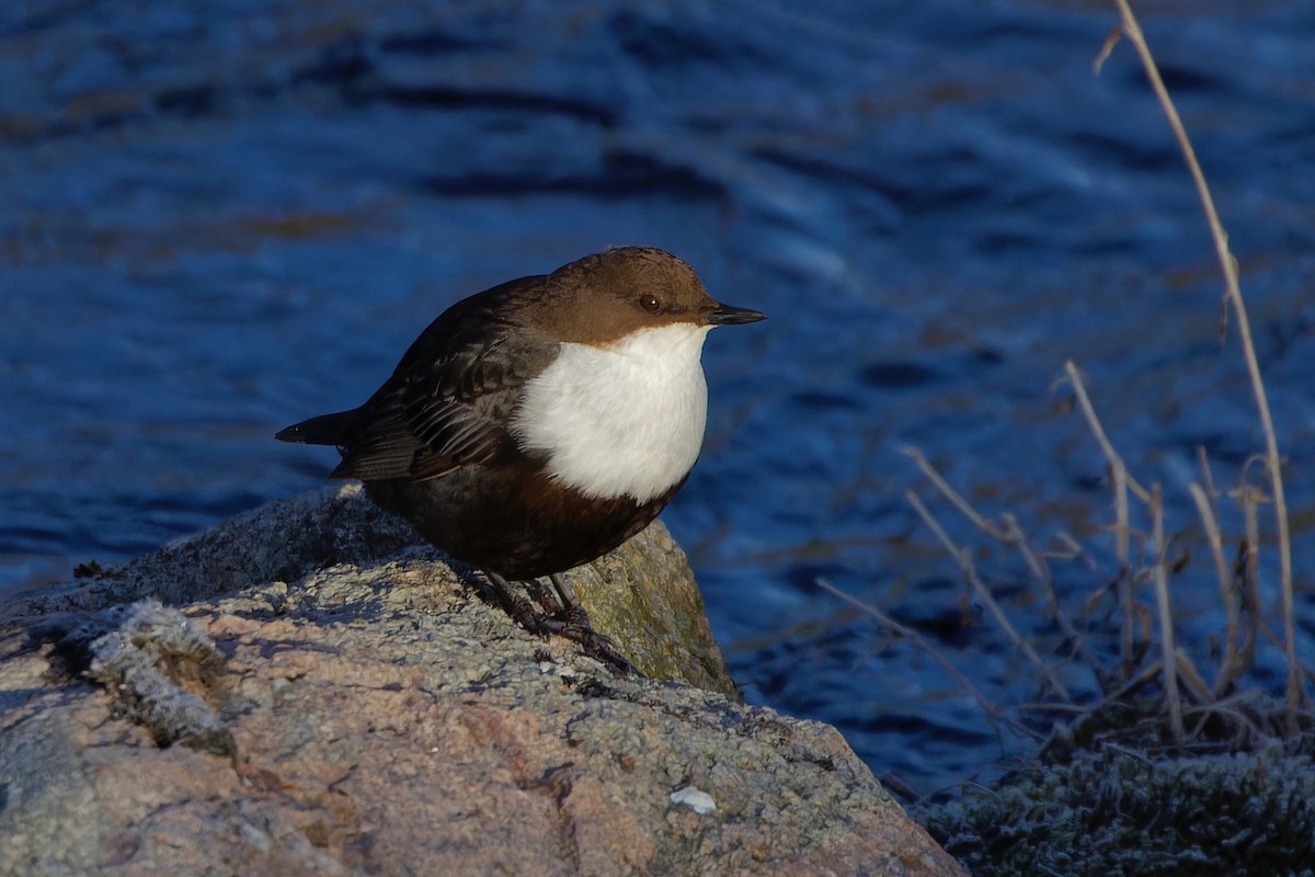 White-throated Dipper - Eric Barnes