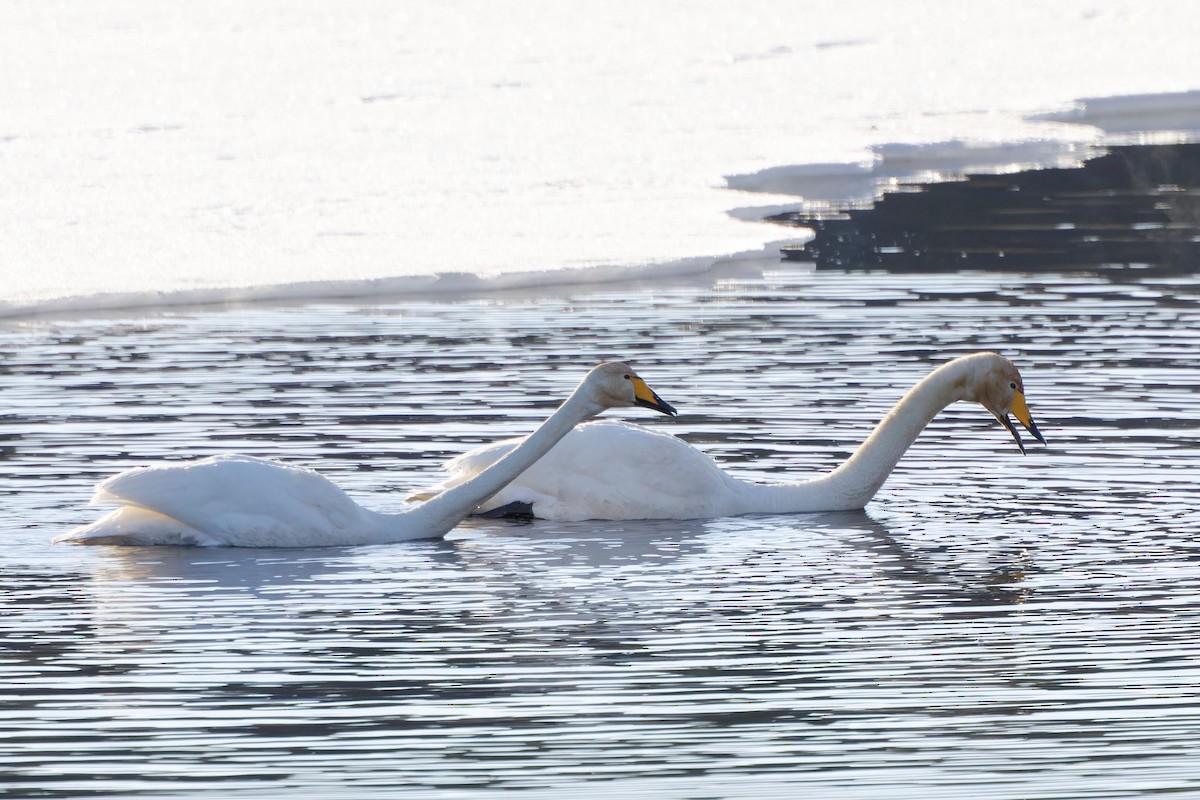 Whooper Swan - Eric Barnes