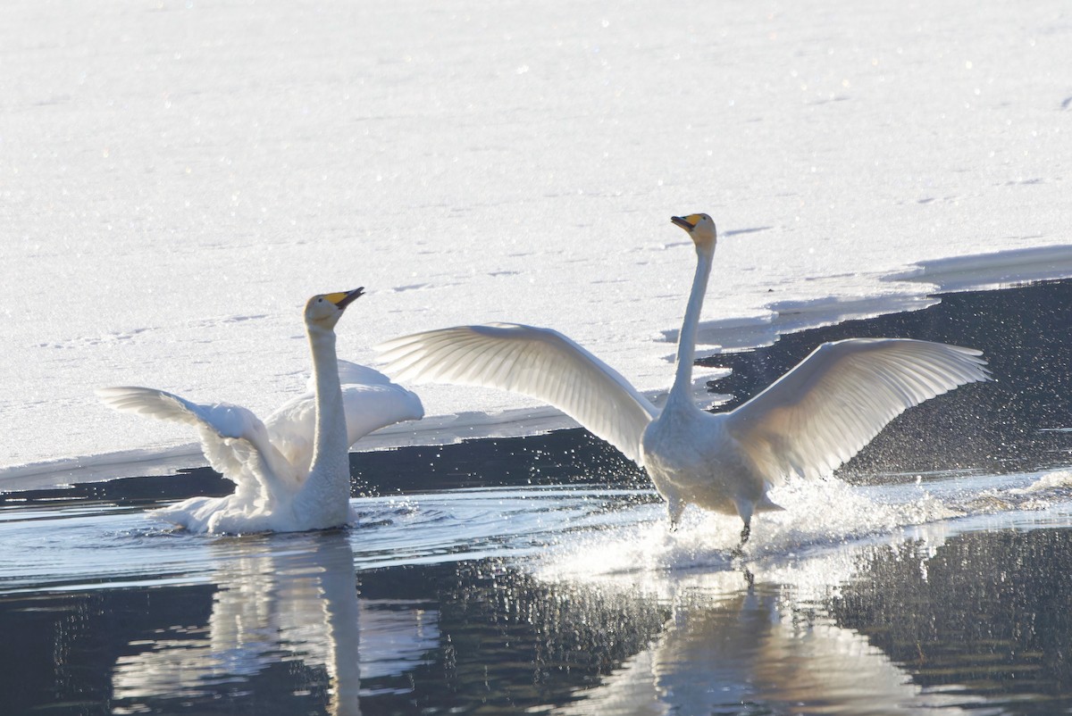 Whooper Swan - Eric Barnes