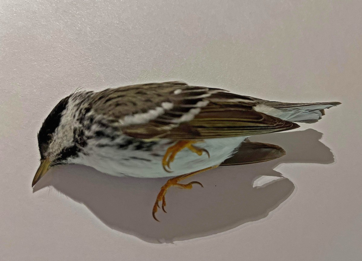 Blackpoll Warbler - Historical Erie County Pa Bird Data