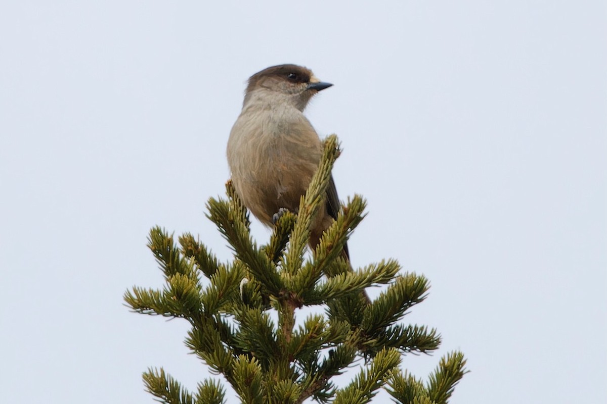 Siberian Jay - Eric Barnes