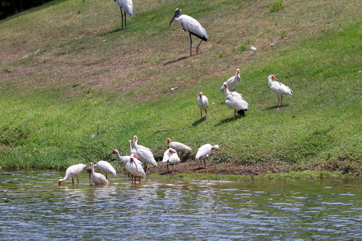 White Ibis - Nico Heyning