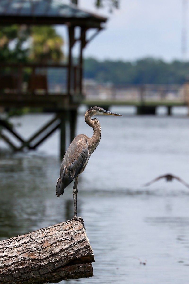 Great Blue Heron - Nico Heyning