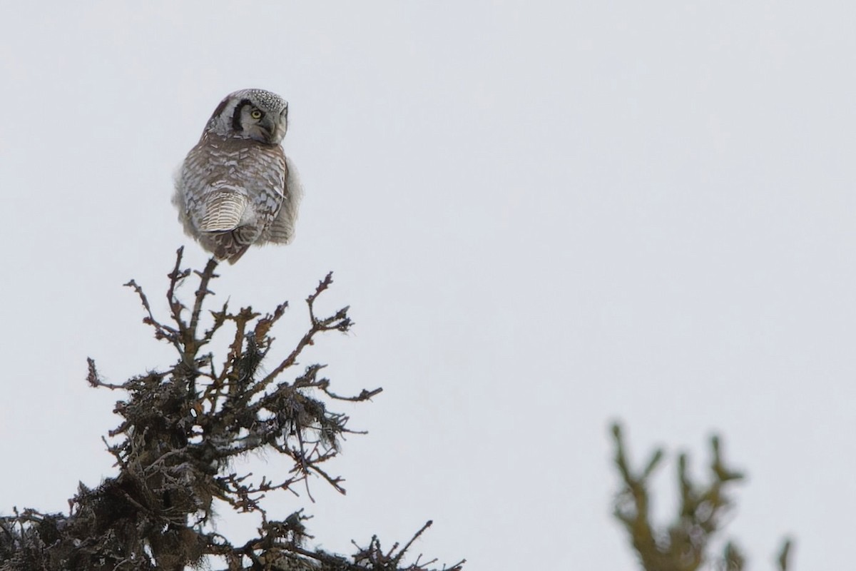Northern Hawk Owl - Eric Barnes
