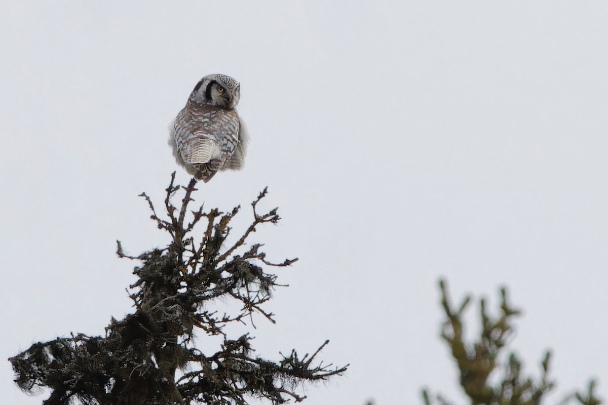 Northern Hawk Owl - Eric Barnes