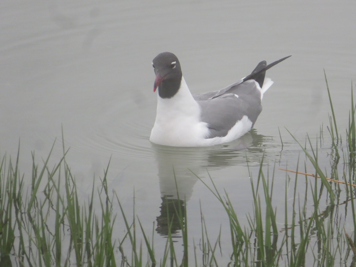 Laughing Gull - William Kuk