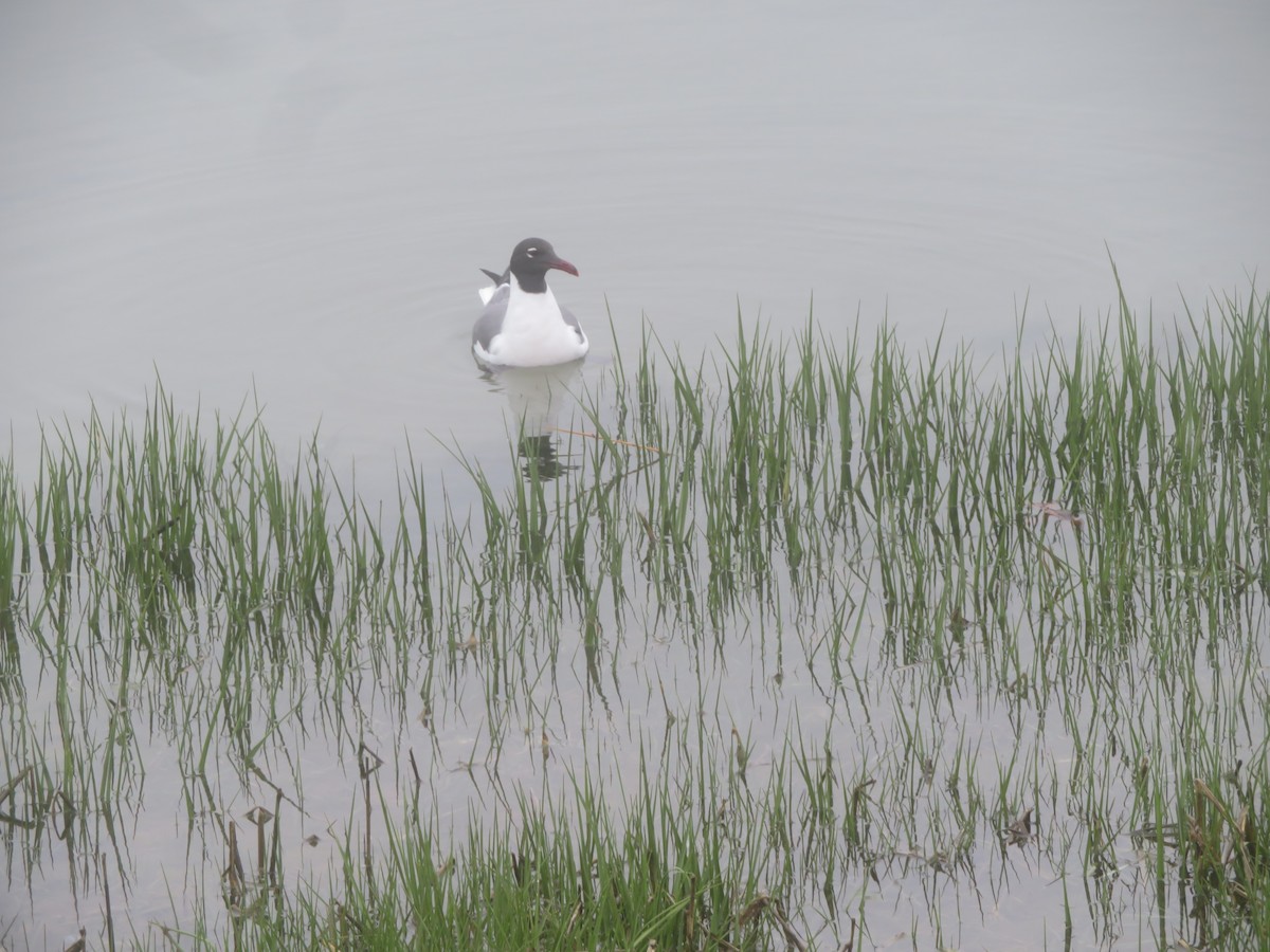 Laughing Gull - William Kuk